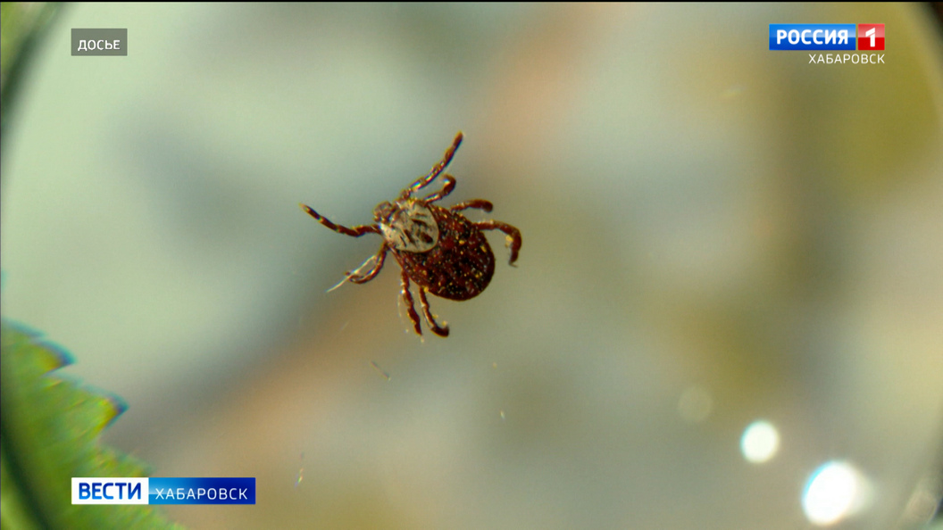 Опасных кровопийц начали замечать в Хабаровске: с приходом тепла в городе просыпаются клещи