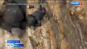 Нарубили дров на 25 млн рублей и уголовное дело: в районе имени Лазо задержали семерых браконьеров