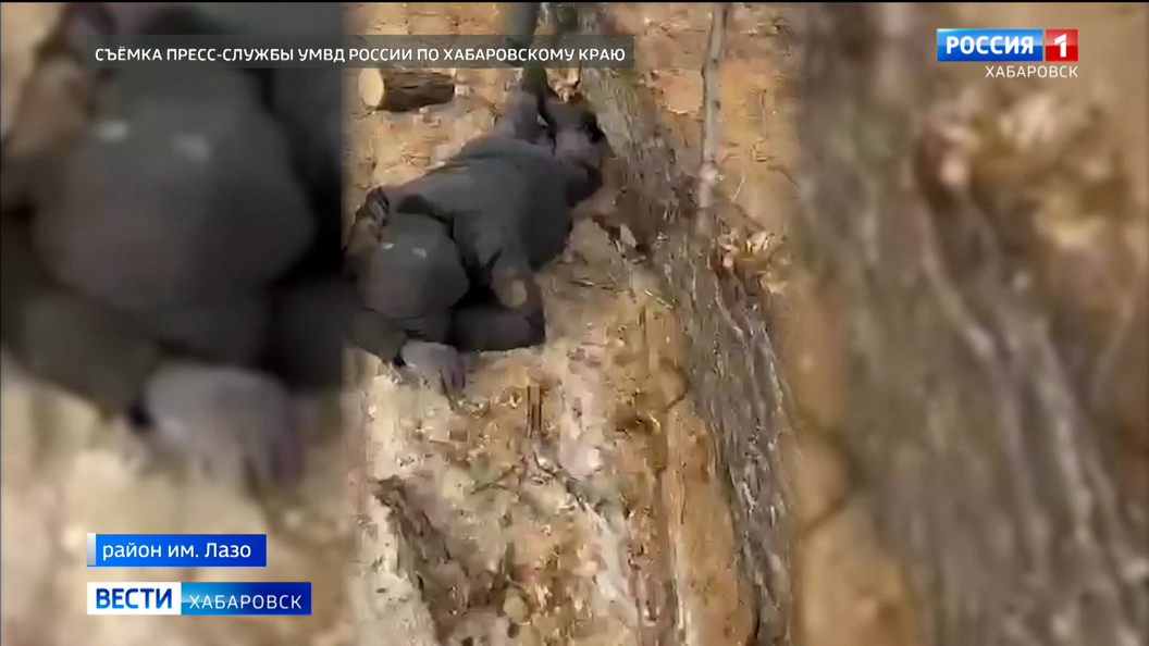 Нарубили дров на 25 млн рублей и уголовное дело: в районе имени Лазо задержали семерых браконьеров