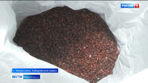 Более тонны семян кедра для посадки готовит хабаровский лесхоз в рамках президентского нацпроекта