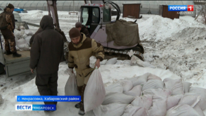 «Всходы уже под защитой»: в Хабаровском лесхозе семена кедра готовят к посадке под снежным «одеялом»