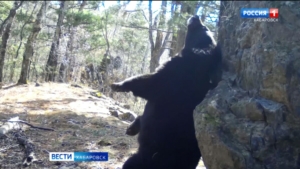 Смотрите в 21:10. Впервые в России: учёные Хабаровского края проведут перепись «гималайцев»