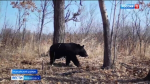 Подсчитать гималайцев помогут …чудо-зелье и галстуки: в крае начался «медвежий» эксперимент