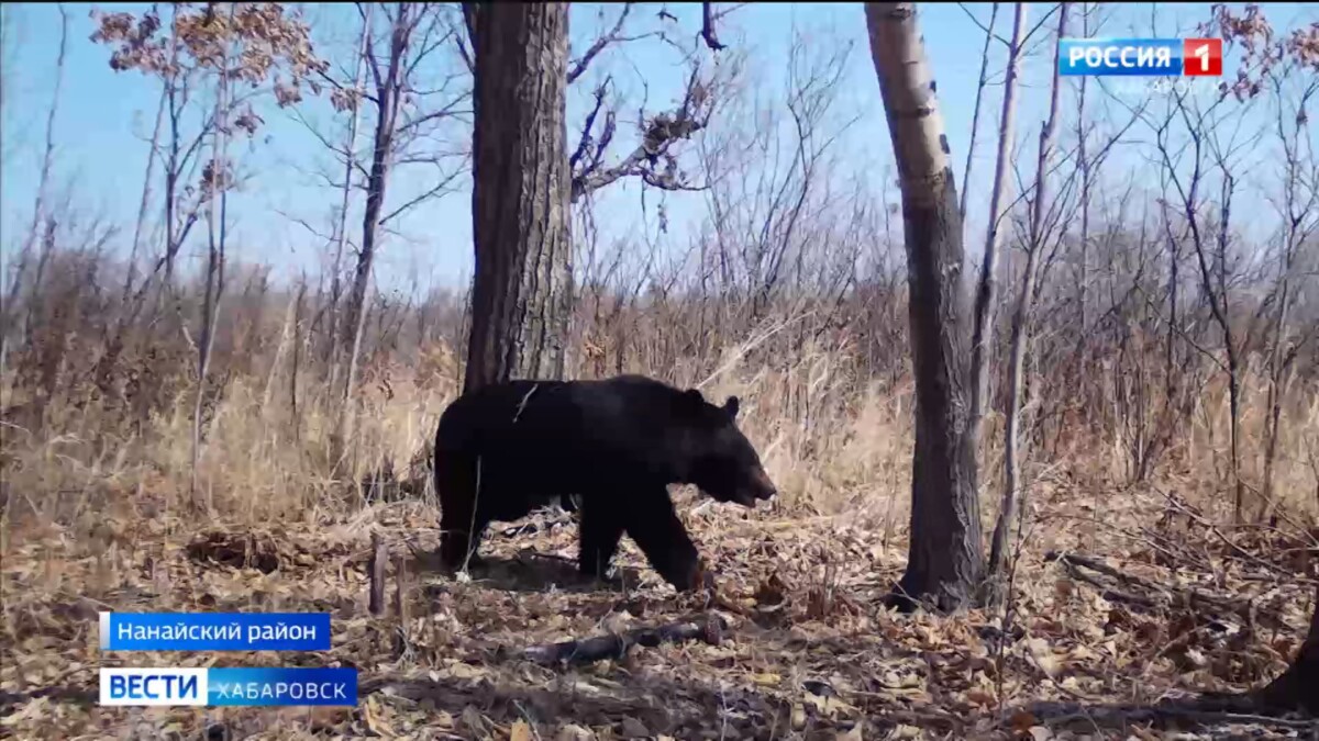 Подсчитать гималайцев помогут …чудо-зелье и галстуки: в крае начался «медвежий» эксперимент