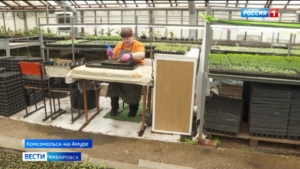 Десятки тысяч цветов украсят этим летом улицы Комсомольска и Комсомольского района