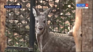 Имя для нового постояльца зоосада «Приамурский» – самца кабарги – предложат выбрать хабаровчанам