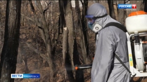 «Заболеваемость растёт»: в Хабаровске началась акарицидная обработка территорий от клещей