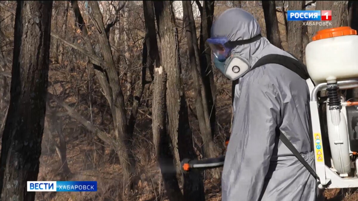 «Заболеваемость растёт»: в Хабаровске началась акарицидная обработка территорий от клещей