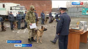 Обмануть колбасой не удастся: лучших служебных собак ФСИН выбрали на первенстве края