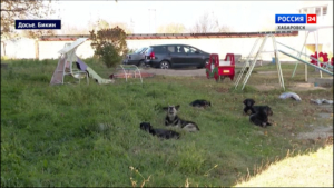 Прокуратура заподозрила мошенничество при отлове бездомных собак в Бикине