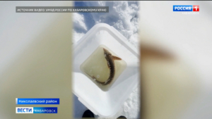 На уголовное дело наловил рыбы житель села Чныррах Николаевского района