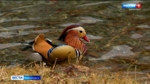«Значит, весна всё-таки наступила»: краснокнижные утки-мандаринки вернулись на хабаровские пруды
