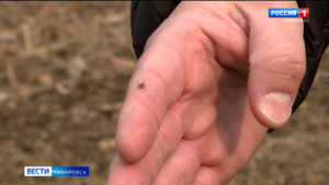 Почти 200 человек пострадали от присасывания клещей с начала сезона в Хабаровском крае