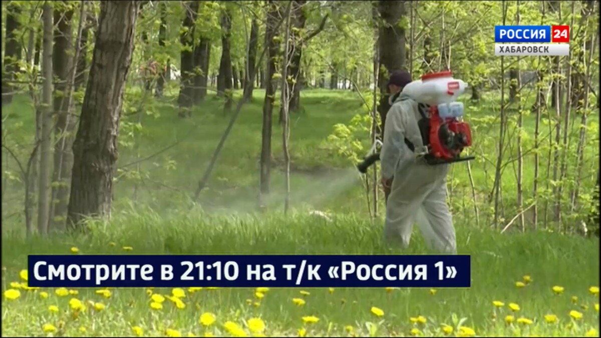 Смотрите в 21:10. В крае – пик активности клещей, общее число пострадавших уже около двух тысяч