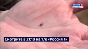Смотрите в 21:10. Первый случай клещевого энцефалита зарегистрирован в Хабаровском крае
