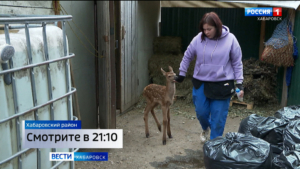 Смотрите в 21:10. «Ещё день-два и он бы погиб»: в зоосаде «Приамурский» выхаживают маленького изюбря