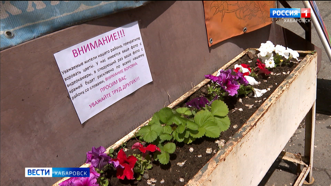 «Это можно расценивать как кражу»: случаи похищения уличных цветов участились в Хабаровске