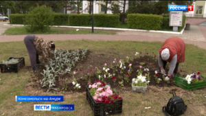 Устойчивые к суровой погоде цветы украсили улицы и площади Комсомольска-на-Амуре