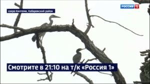 Смотрите в 21:10. Уникальный птичий базар впервые обнаружили учёные Хабаровска: «Это впечатляет!»