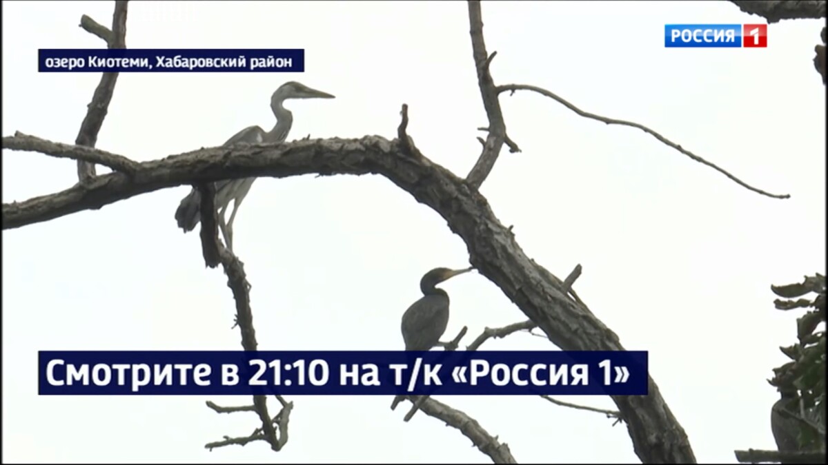 Смотрите в 21:10. Уникальный птичий базар впервые обнаружили учёные Хабаровска: «Это впечатляет!»