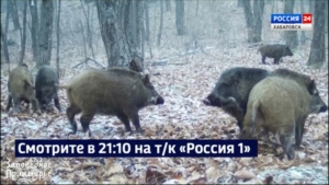 Смотрите в 21:10. «Видим целые семьи кабаньи»: популяция кабана в Хабаровском крае стабильно растёт