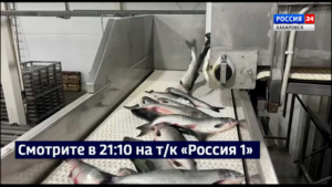Смотрите в 21:10. Летняя лососевая путина стартовала в Хабаровском крае