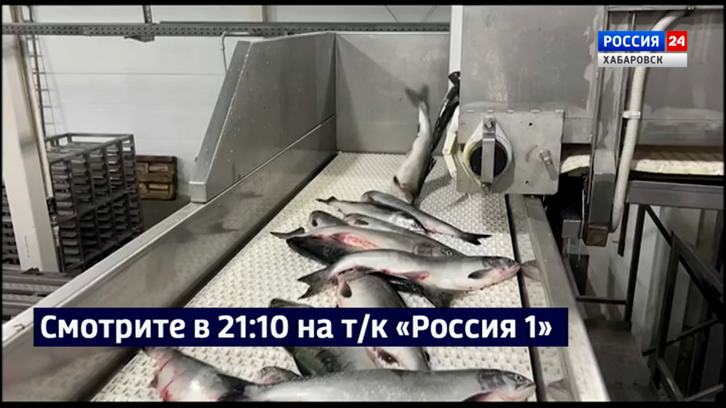 Смотрите в 21:10. Летняя лососевая путина стартовала в Хабаровском крае