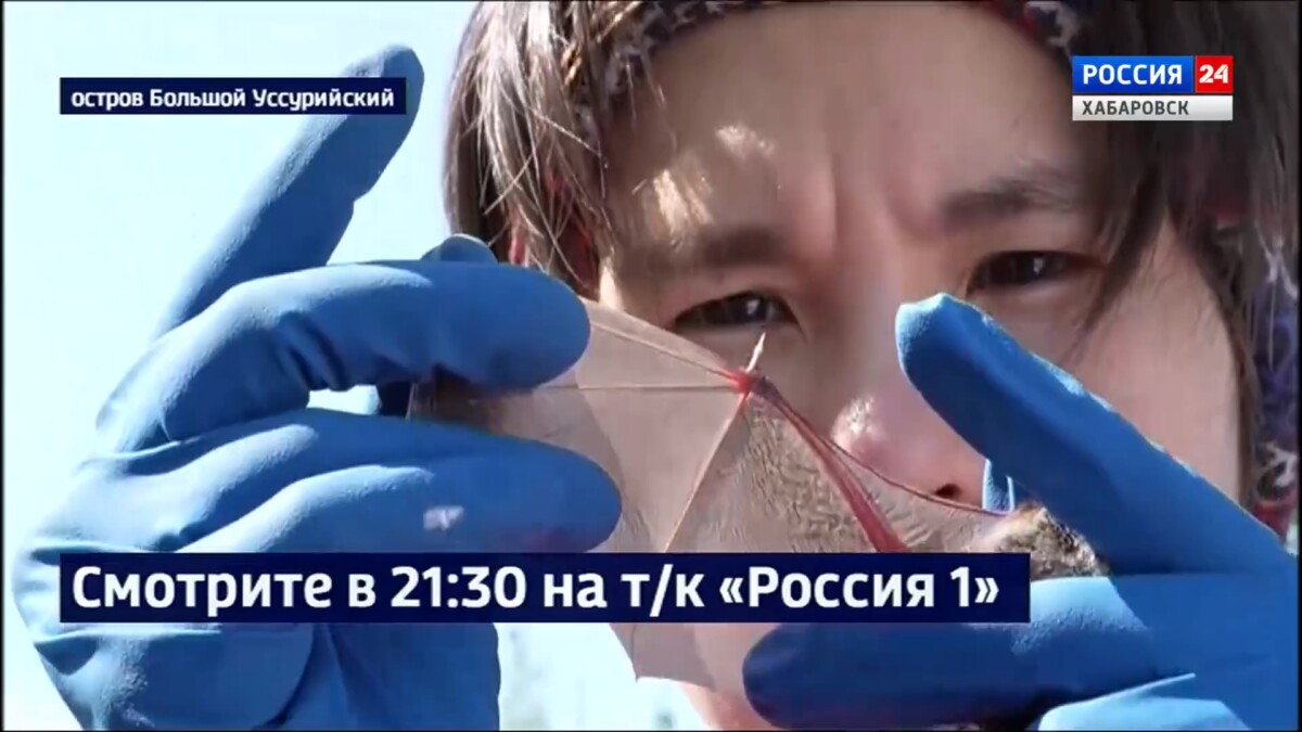 Смотрите в 21:30. Летучих мышей в Хабаровском крае проверят …на наличие опасных болезней