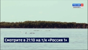 Смотрите в 21:10. Уровень Амура у Хабаровска за сутки поднялся к отметке 490 сантиметров