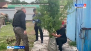 Почти триста кустов конопли изъяли на частном участке в Хабаровске