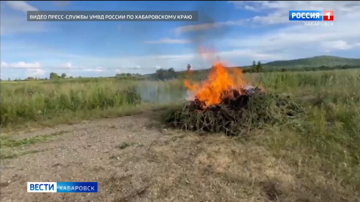 Семь тысяч кустов конопли весом более двух тонн уничтожили в Комсомольском районе
