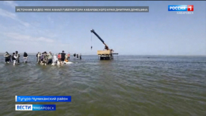 Группу белух в устье реки Уда спасли студенты, промысловики, сотрудники администрации и прокуратуры