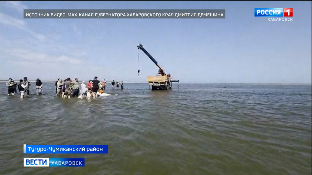 Группу белух в устье реки Уда спасли студенты, промысловики, сотрудники администрации и прокуратуры
