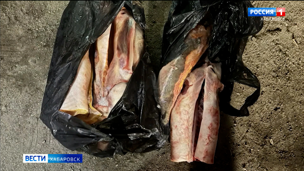 У комсомольчанина изъяли более семи килограммов краснокнижной рыбы