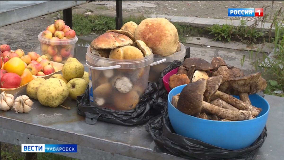 «Очень много в этом году, на любой вкус»: в Хабаровском крае – настоящий грибной бум