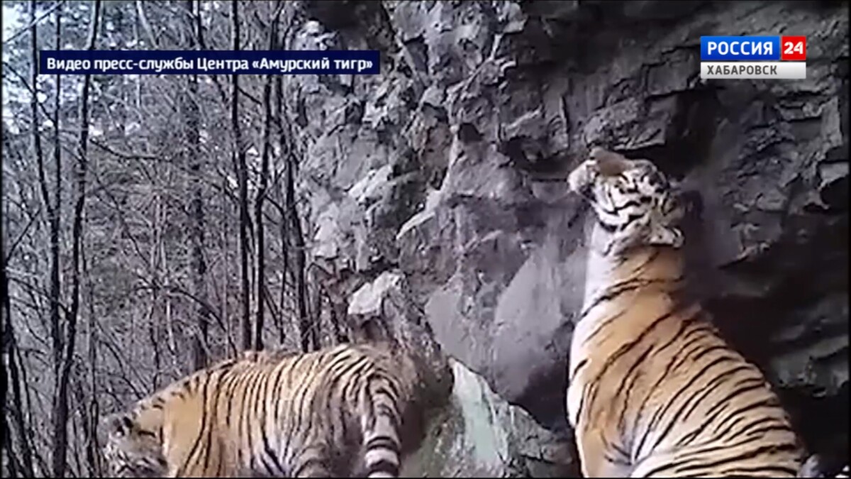 Кадры с тиграми из фотоловушки, установленной в нашем крае, покажут на фасаде Останкинской башни