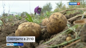 Смотрите в 21:10. В крае завершается уборка картофеля: фермерами уже собрано почти 1000 тонн
