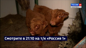 Смотрите в 21:10. Карликовые шотландские коровы появились в Приамурском зоосаде имени Сысоева