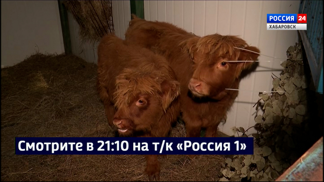 Смотрите в 21:10. Карликовые шотландские коровы появились в Приамурском зоосаде имени Сысоева