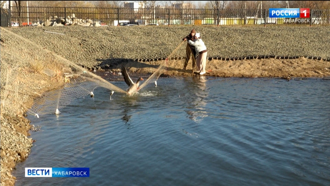 К спасению гусей в Хабаровске подключились прокуратура, полиция и Охотнадзор